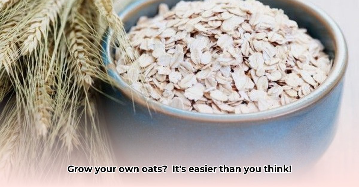 oats-at-tractor-supply
